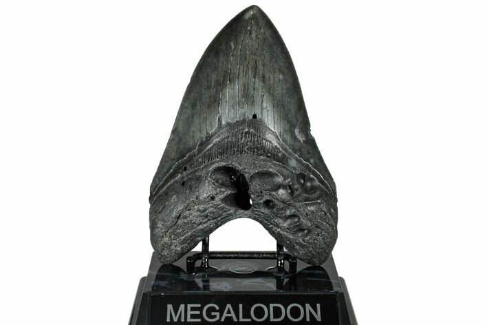 Fossil Megalodon Tooth - Huge River Meg #315443